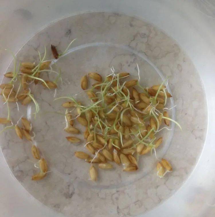 劳动播撒梦想水稻种在我家2019级2班水稻种植日志