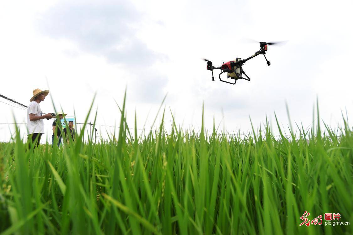 Aug|Pest reduction ensured with the help of agricultural machine in E China's Jiangxi Province