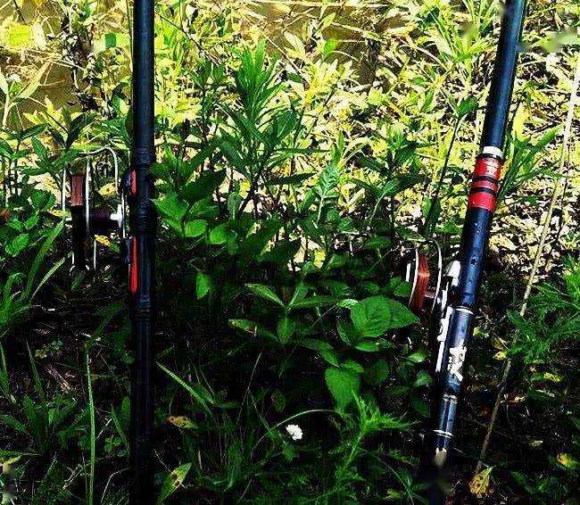 缺点是不灵敏,十多年前《中国钓鱼》杂志有文章说,海竿属被动钓法.