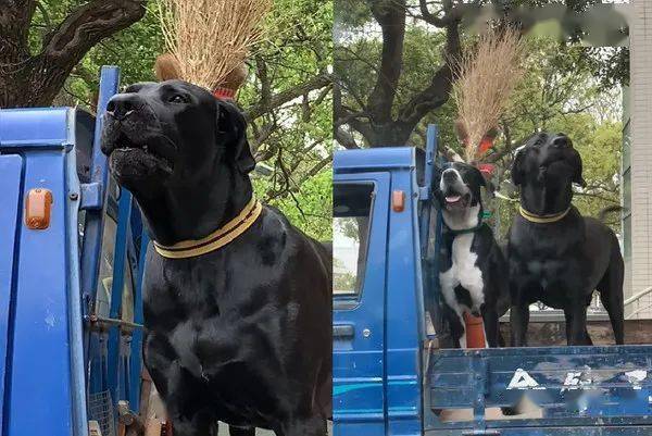 两只大狗在车上狂吠 看了一眼前座笑喷 它才是老大 主人