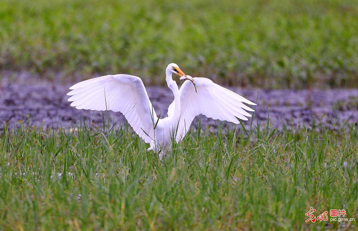 in|Ecological wetlands in E China's Jiangxiattracting egrets to inhabit