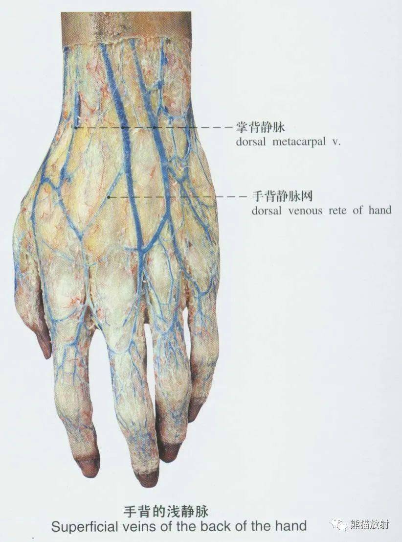 犬前肢静脉解剖图图片