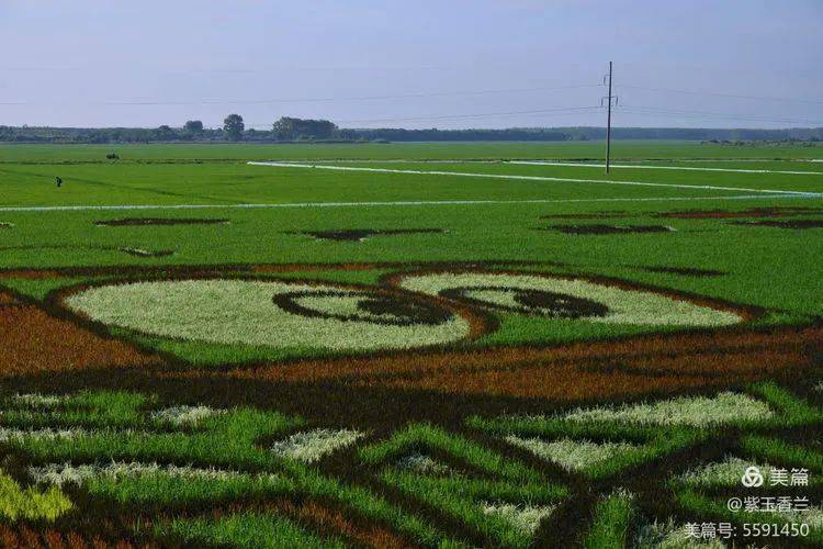 【云游鹤岗】鹤岗宝泉岭多彩稻田画_宝泉岭农场