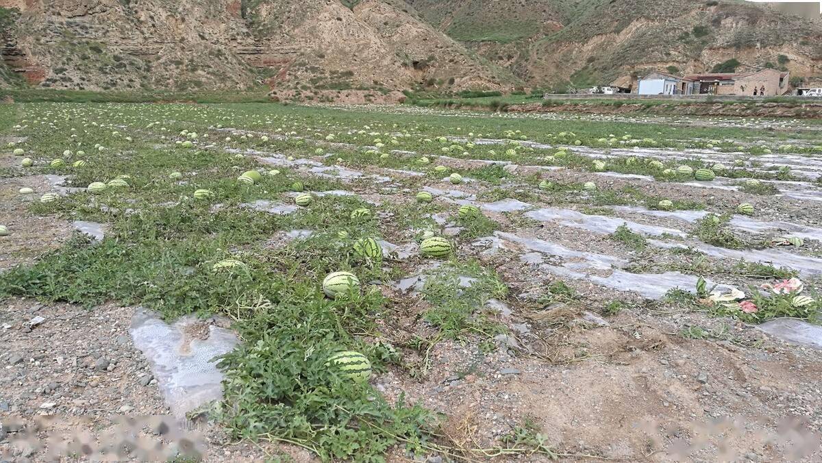 局部禁种戈壁西瓜危害有多大砂田加速老化宁夏主动退耕