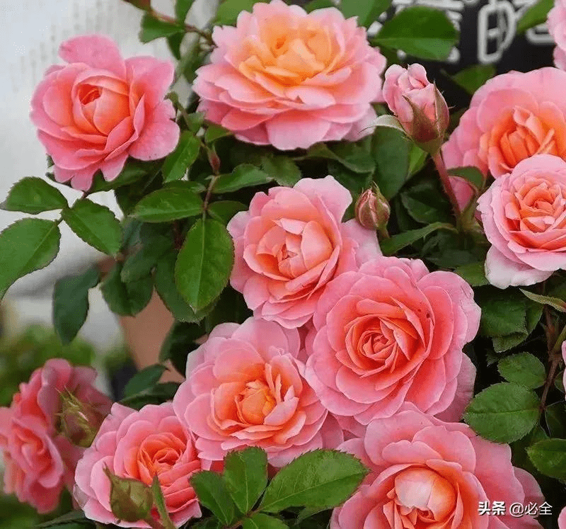 14e531ef887c4c2f833b2a555573b70d.png