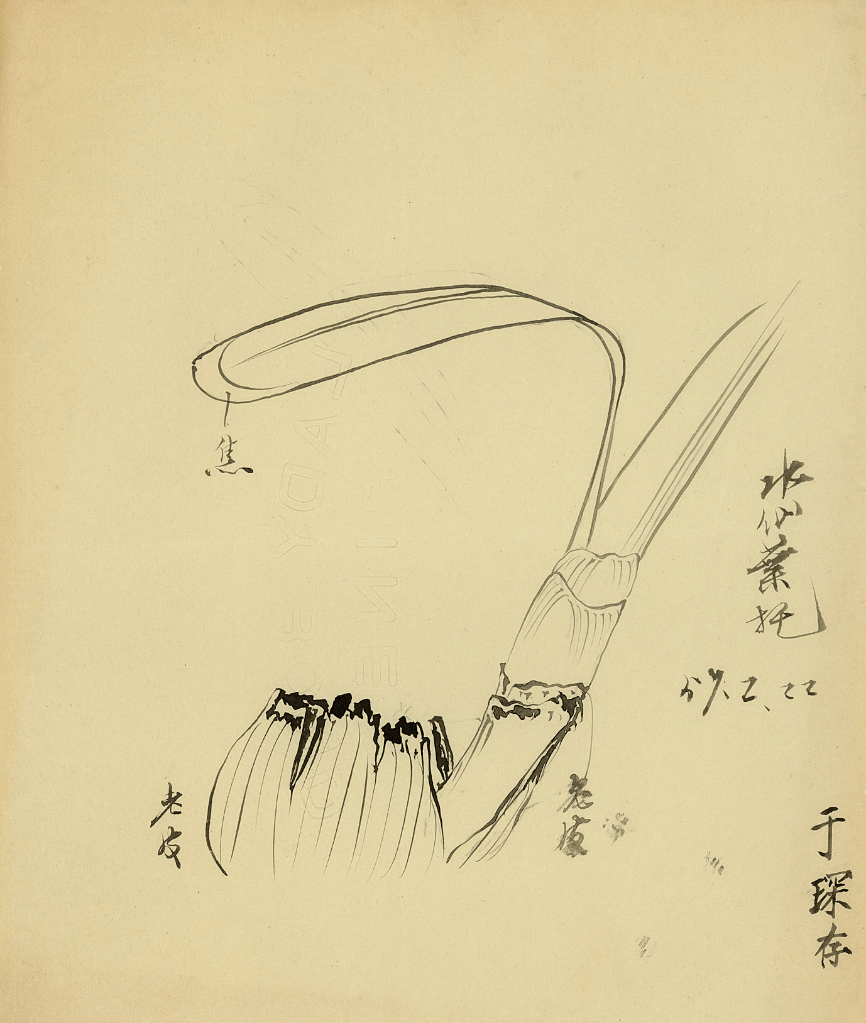 甲初期学画白描我初期(公元1935年)学画是从白描入手,用"六吉料半"生