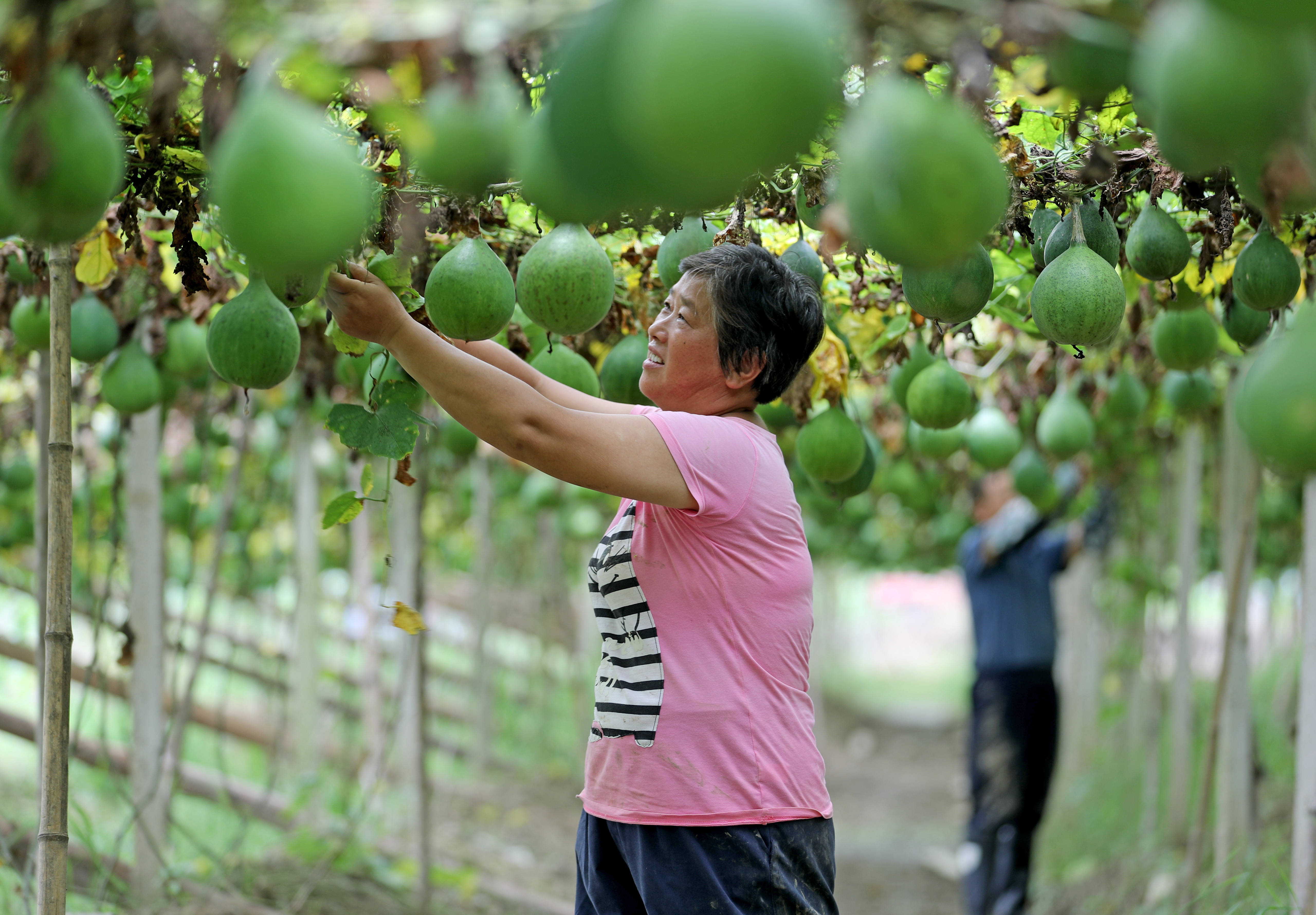 8月26日,全椒县六镇镇小集村村民在为瓜蒌整枝.