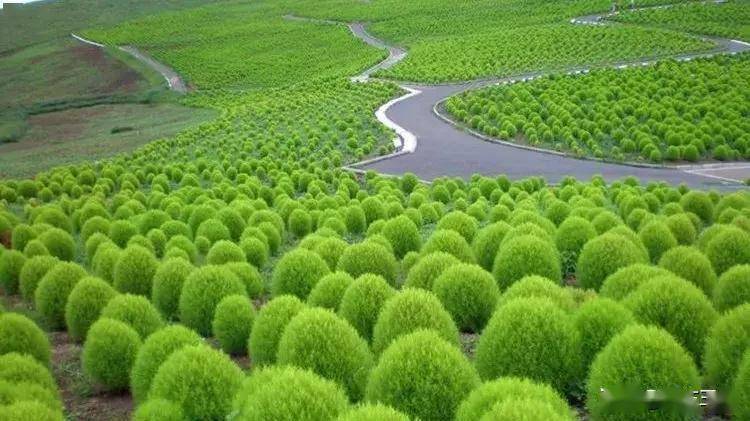 美国农村有一种野生植物风滚草,已经泛滥成灾,千万不要盲目引种