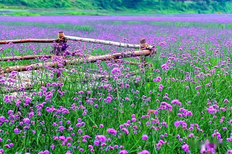 週末1日四季花海你若盛開蝴蝶自來の2021四季花海賞花季百花齊放爭齊