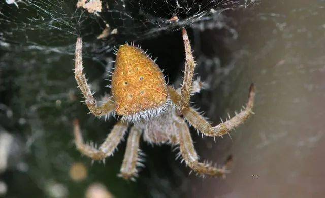 蛛白額高脚蛛吊叶蛛弓长棘蛛黑尾曳尾蛛裂腹蛛乳头棘蛛蟹蛛蚁蛛悦目金蛛