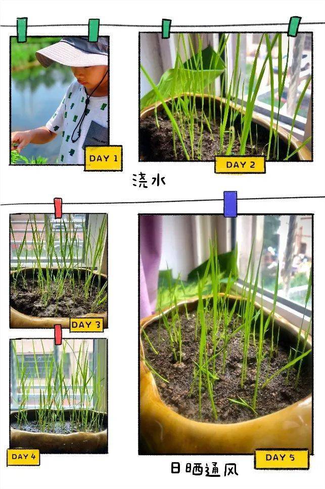 劳动播撒梦想 水稻种在我家(第一期)