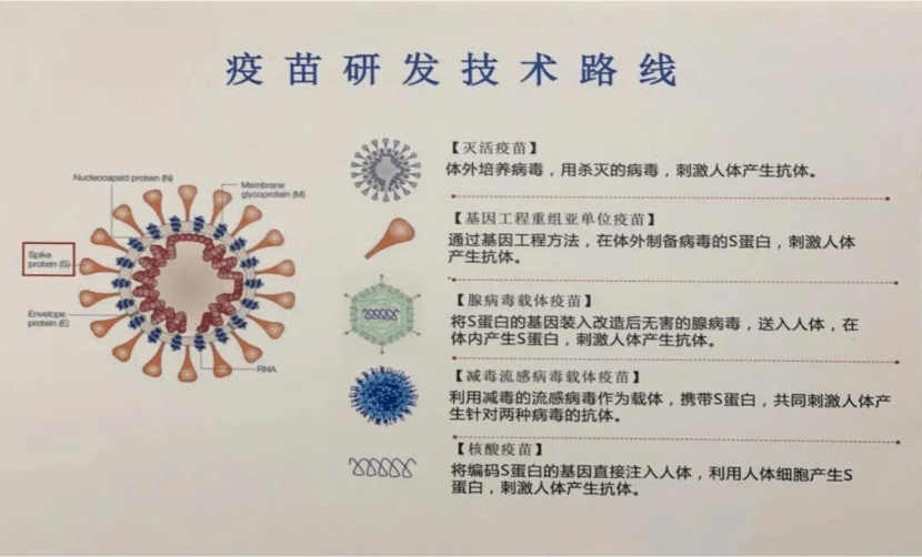 灭活疫苗,腺病毒载体疫苗,核酸疫苗,重组蛋白疫苗和减毒流感病毒载体