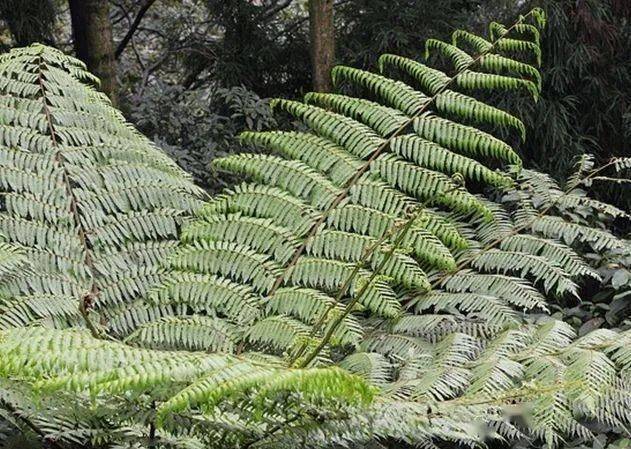 生物多样性 | 桫椤:恐龙同时代的"蕨王