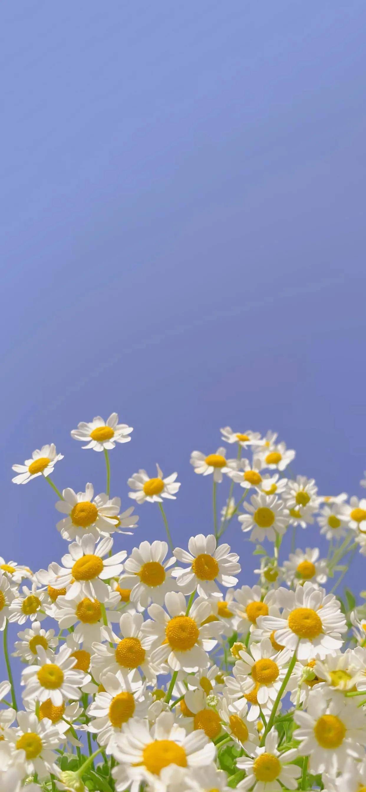 今日份的壁纸
