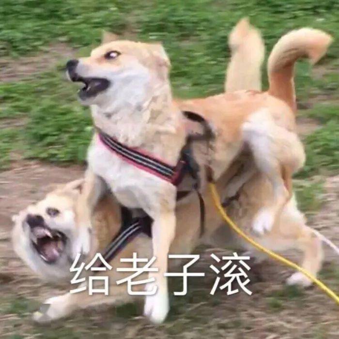 怎么滚背 712d0f68b385402a8f759784145996c5.jpeg