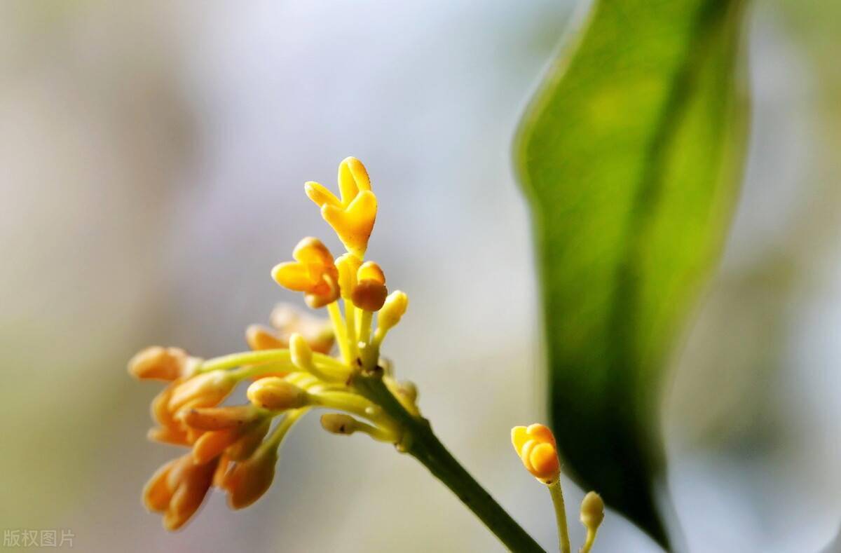 桂花開花有三不做做了花期縮短你知道是哪三不做嗎