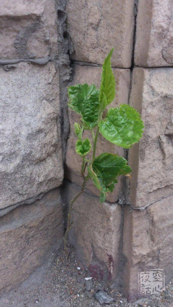 夹缝中求生存太不可思议