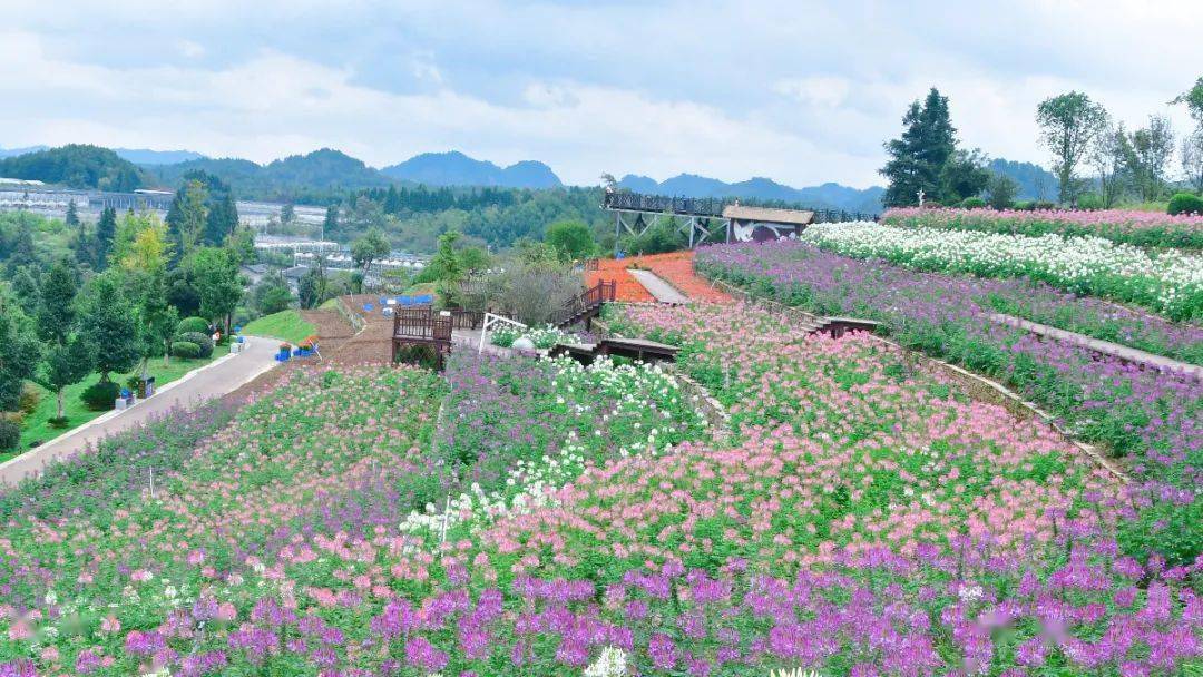 花不醉人人自醉烏當花畫小鎮絢爛花海因你而開