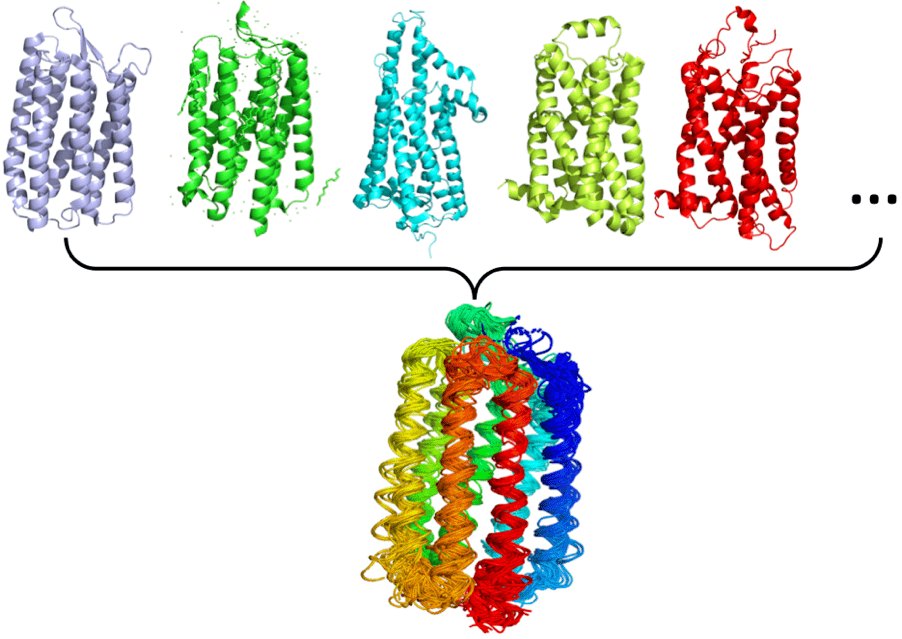 一组结构同源的蛋白质,在结构对齐后,可以分析其因突变引起的结构变化