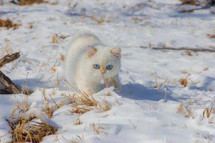 这是你的焦糖雪顶猫吗?