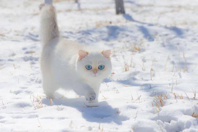这是你的焦糖雪顶猫吗?