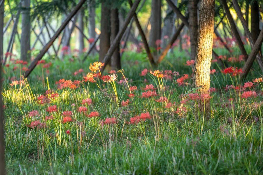 彼岸花 清遠綠化工程公司