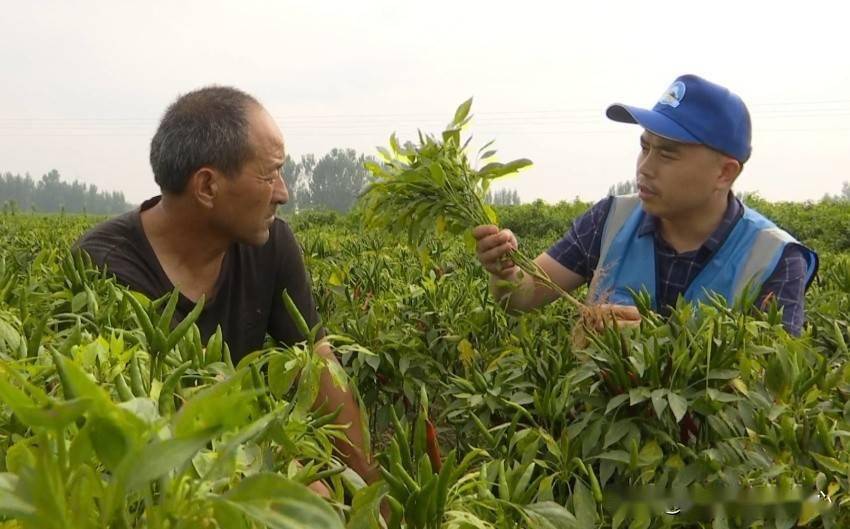 河南内黄:"尖椒之乡"迎来救援队