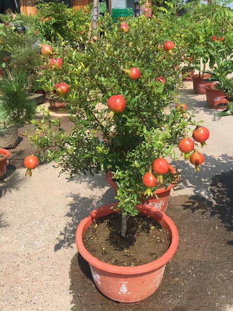 养花没趣?养两棵盆栽水果,能观赏又能饱口福,一劳永逸