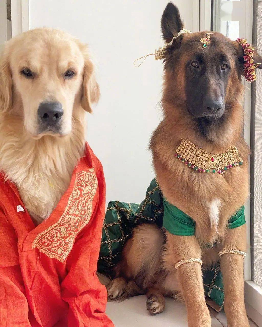 同时养了德牧和金毛结果它俩灵魂互换了