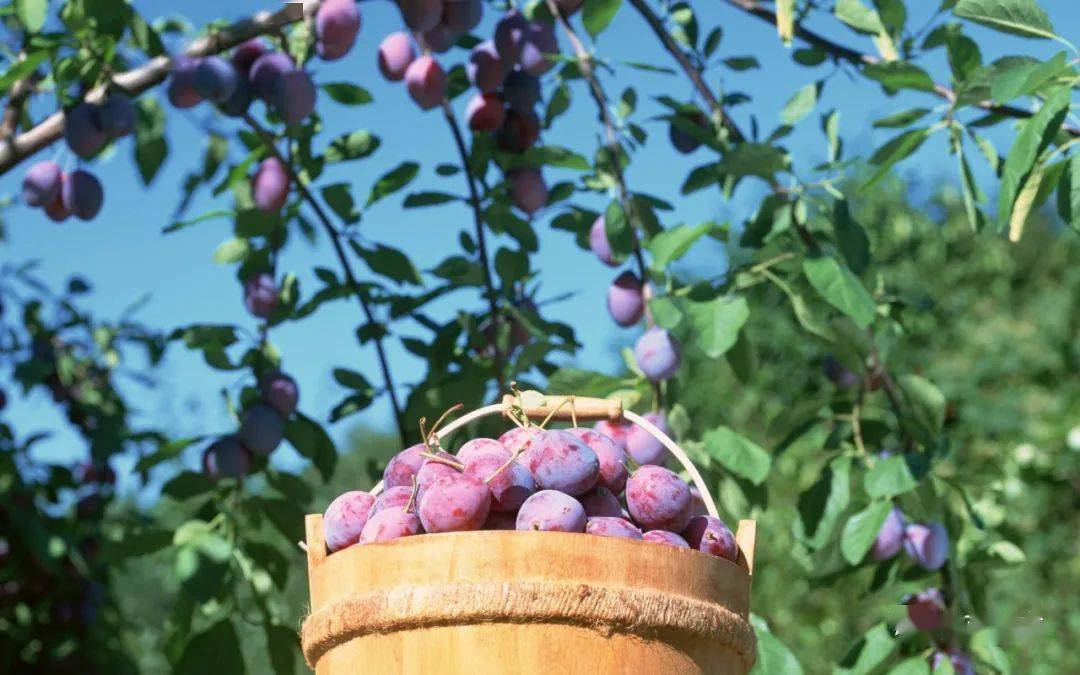 水果领域的绝绝"紫"来啦,您还在等啥!_西梅