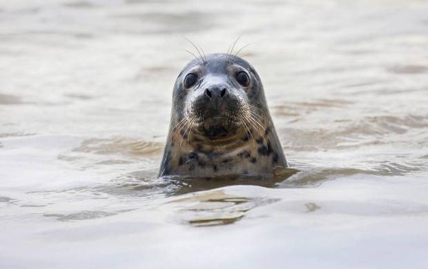 英国动物保护组织呼吁立法保护海豹 活动