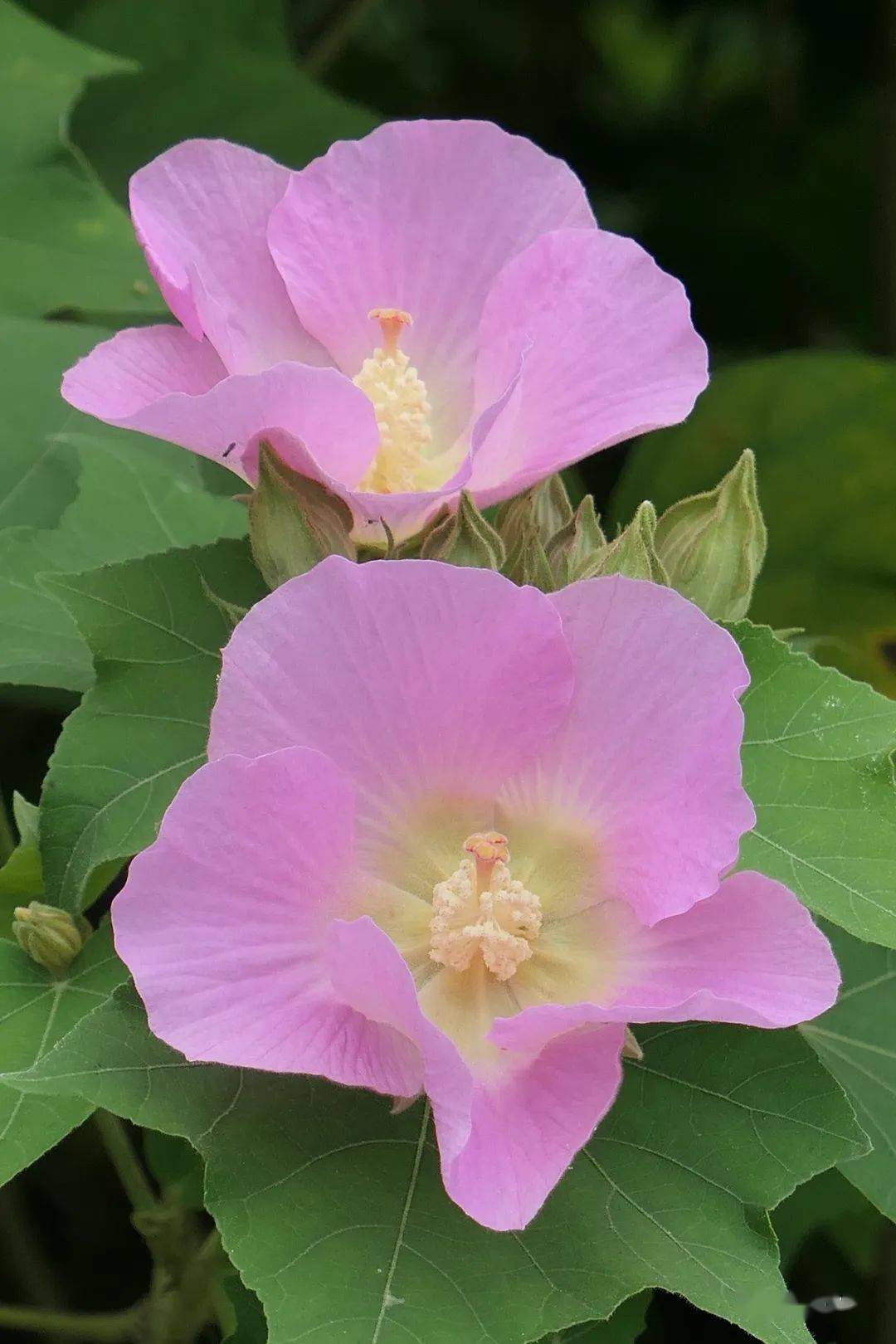 鲜花山谷里品种不同的单瓣芙蓉花