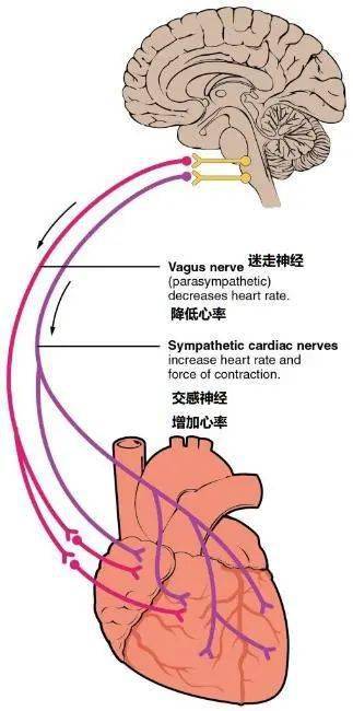 自主神经系统是这样控制我们身体的