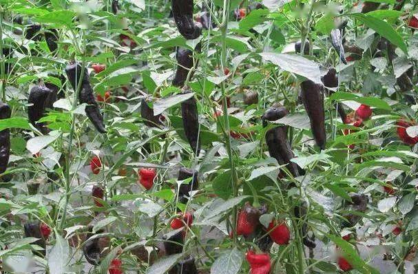 农民种植新型黑辣椒,亩产2000斤,亩收益高达20000元!