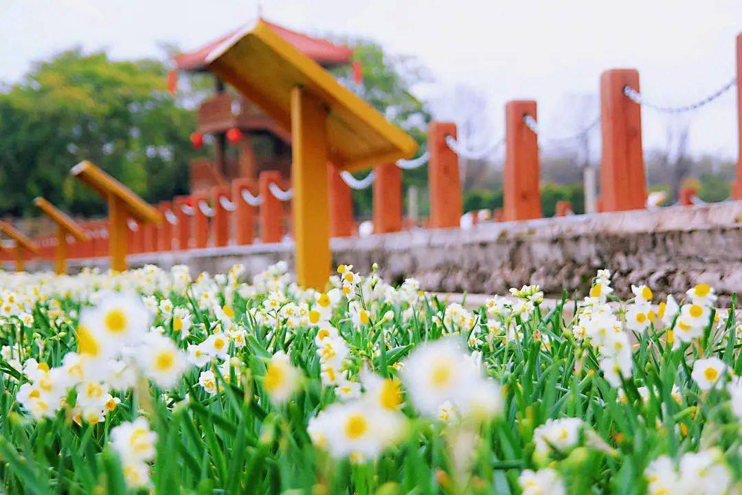 水仙花海——稻田画△龙江岁月(图/杨志明摄)△南湖生态公园柔情肆意