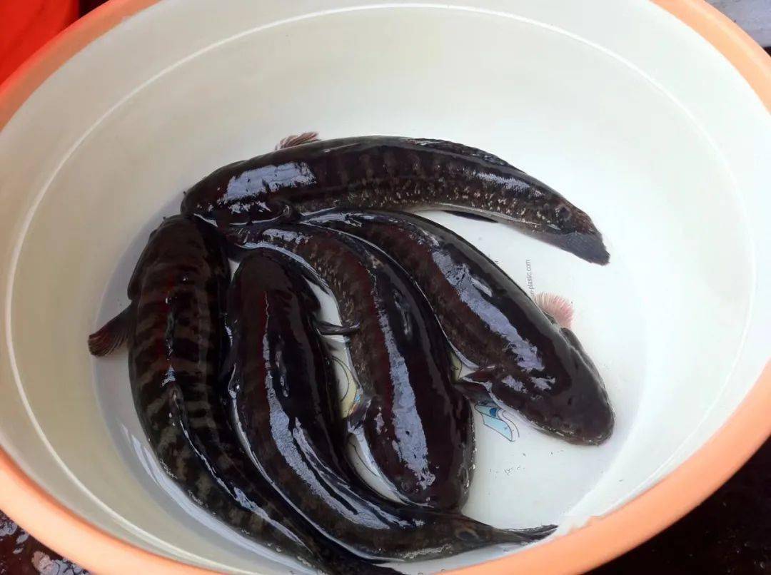 我爷爷说,黑虎鱼一般以单数聚集,比如5条,7条,11条,以此类推.