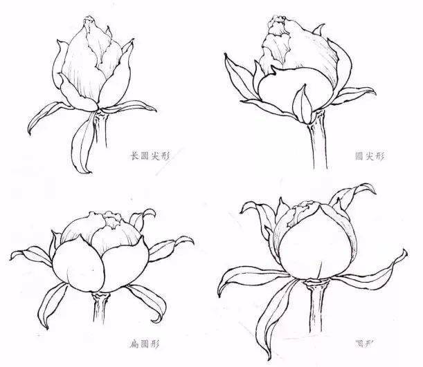 牡丹花的花骨朵怎么画图片