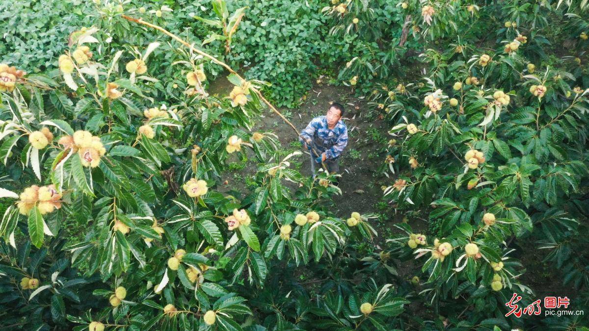 燕山板栗喜丰收