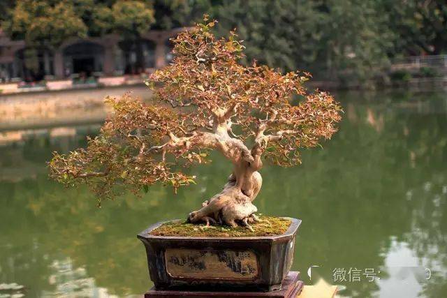 为什么盆浅土少的盆景植物也能生长得好 枝叶 为什么盆浅土少的盆景植物也能生长得好 枝叶