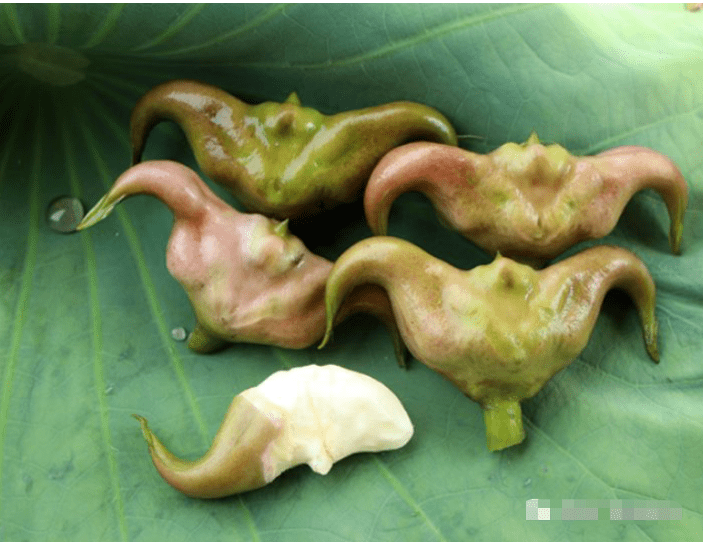 周周最生活第58期秋来菱角香