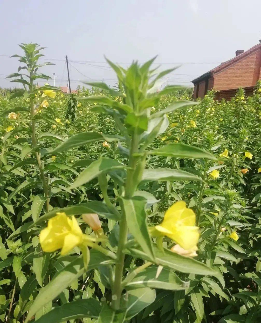 小小"野芝麻" 开出"希望花" —— 清水台街道试种"月见草"