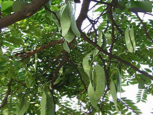 皂角树的种植方法