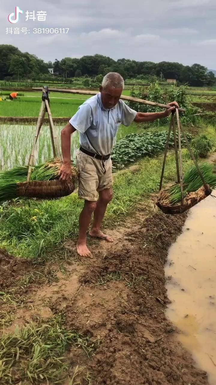 农村的老人种田辛苦了一辈子头发都白了牙齿都缺了还在插秧我们有什么