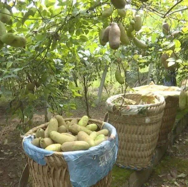 纳汪村:“八月瓜”香丰收忙_杨金凤