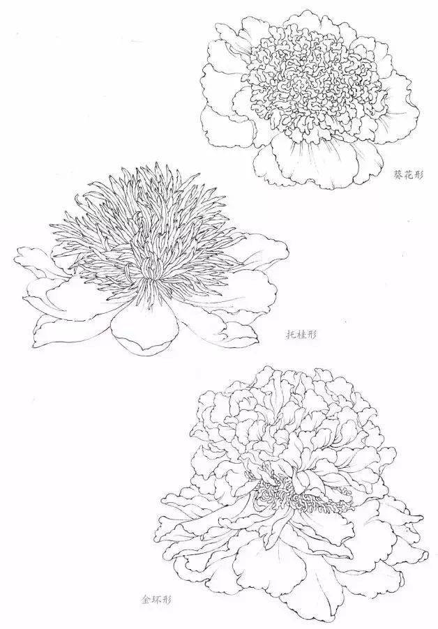 花瓣是构成花冠的主体,是描绘的主要部分