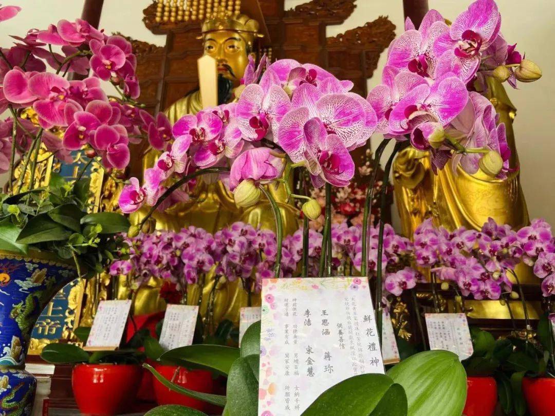 鲜花礼神|上海白云观主殿神前鲜花接受供养!