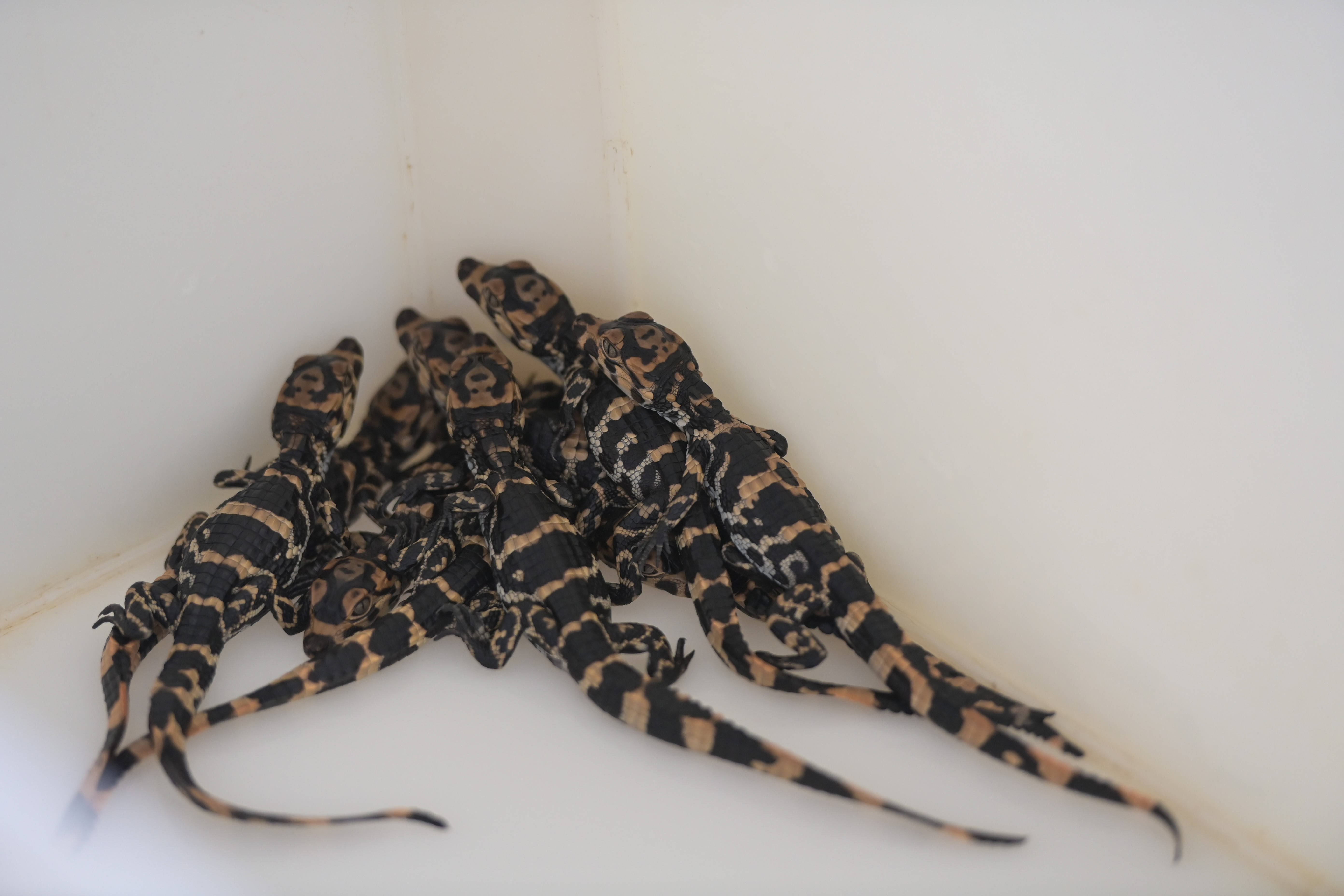 安徽:扬子鳄陆续出壳