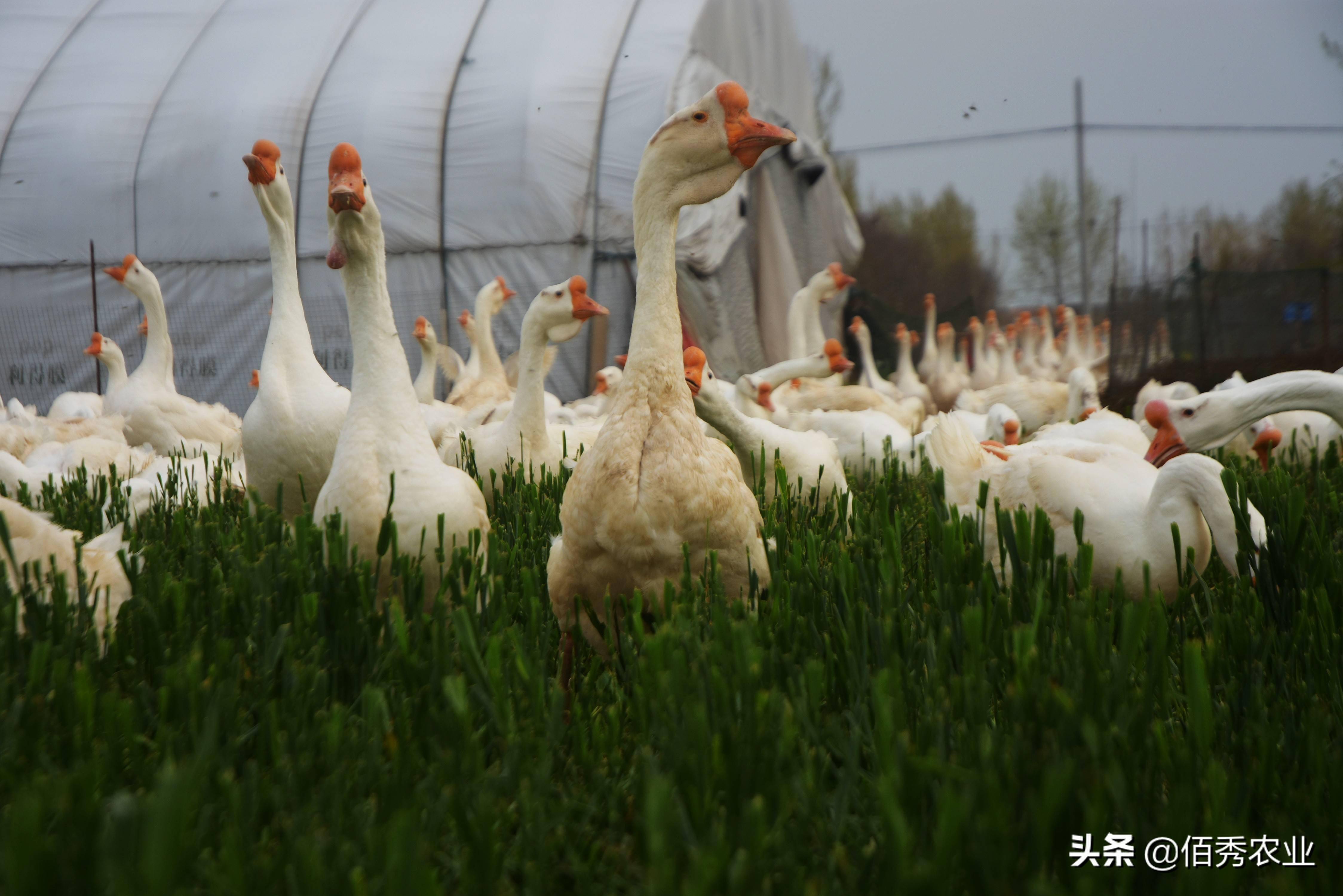 新鲜:农民租玉米田养大鹅,有人拍手叫好,有人担心玉米减产