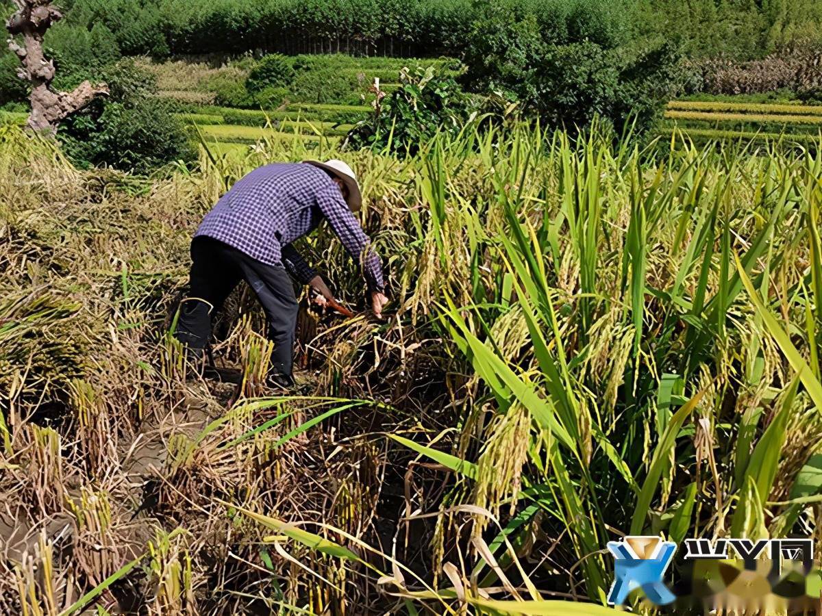 堵德村 20公顷优质水稻喜获丰收