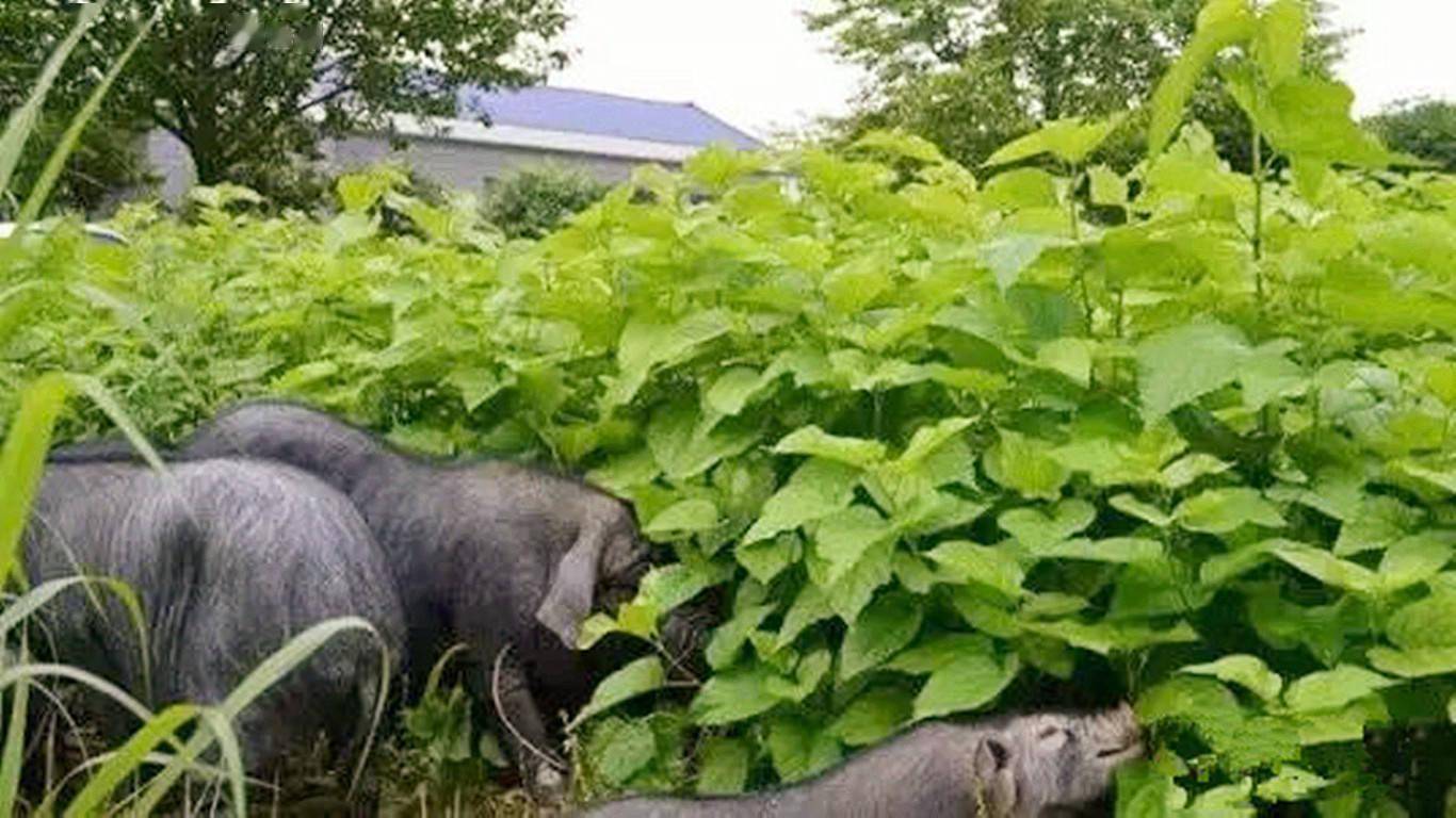 吃桑叶长大的猪湖南双峰县蛋白桑猪肉的一个美丽传说